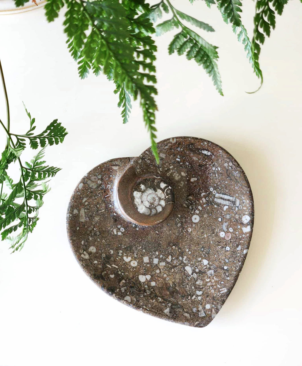 Fossil Orthoceras heart dish