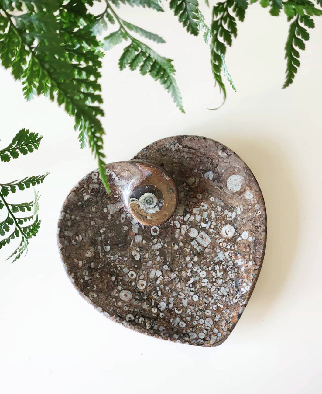 Fossil Orthoceras heart dish